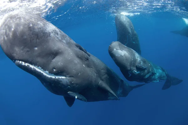 Spermievalen Spelar Ytan Lekfull Val Indiska Oceanen Extraordinärt Marint Liv — Stockfoto