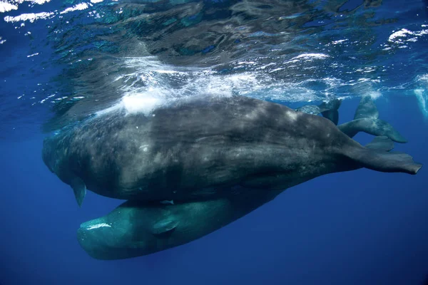 Spermievalen Spelar Ytan Lekfull Val Indiska Oceanen Extraordinärt Marint Liv — Stockfoto