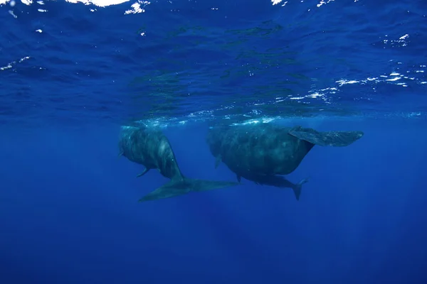 Sperma Bawi Się Pod Powierzchnią Zabawny Wieloryb Oceanie Indyjskim Nadzwyczajne — Zdjęcie stockowe