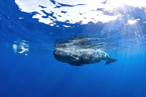 Φυσητήρας Φάλαινας Physeter Macrocephalus Ινδικός Ωκεανός — Φωτογραφία Αρχείου