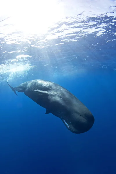 Sperm Whale Playing Surface Playful Whale Indian Ocean Extraordinary Marine — Stock Photo, Image