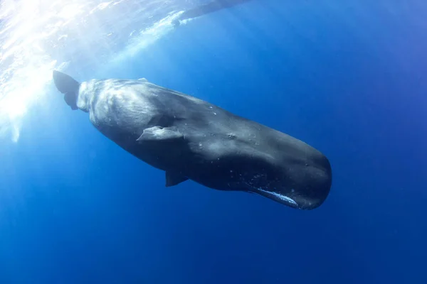 Sperm Whale Playing Surface Playful Whale Indian Ocean Extraordinary Marine — Stock Photo, Image