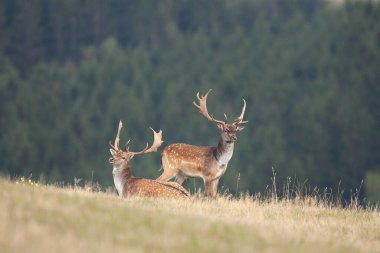 Azgınlık zamanlarında geyik. Sonbaharda Fallow geyiği. Avrupa vahşi doğası. Vahşi doğada güçlü bir geyik