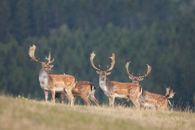 Azgınlık zamanlarında geyik. Sonbaharda Fallow geyiği. Avrupa vahşi doğası. Vahşi doğada güçlü bir geyik