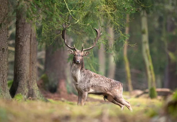 Damherten Dama Dama Tsjechische Natuur — Stockfoto