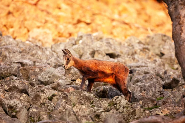 Gämsen Klettern Auf Den Felsen Herden Von Gämsen Sind Wald — Stockfoto