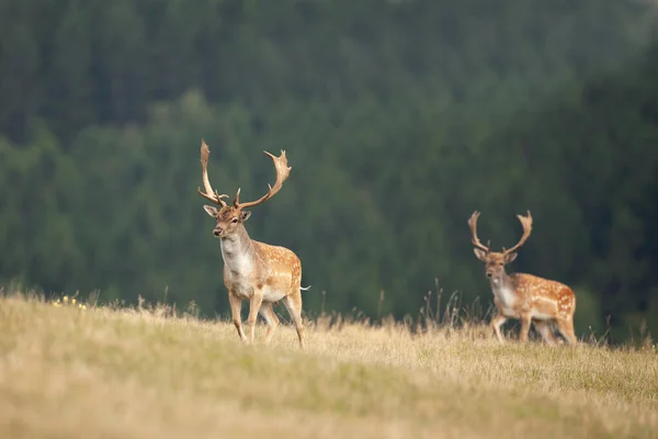 Fallow Veado Durante Tempo Rutting Cervos Rasos Outono Natureza Europeia — Fotografia de Stock