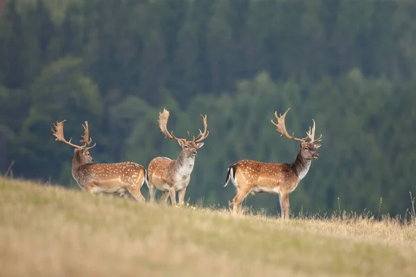 Fallow Veado Durante Tempo Rutting Cervos Rasos Outono Natureza Europeia — Fotografia de Stock