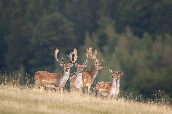 Damherten Tijdens Het Spruiten Damherten Herfst Europese Natuur Van Wilde — Stockfoto