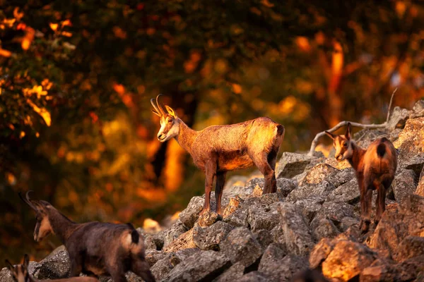 Gämsen Klettern Auf Den Felsen Herden Von Gämsen Sind Wald — Stockfoto