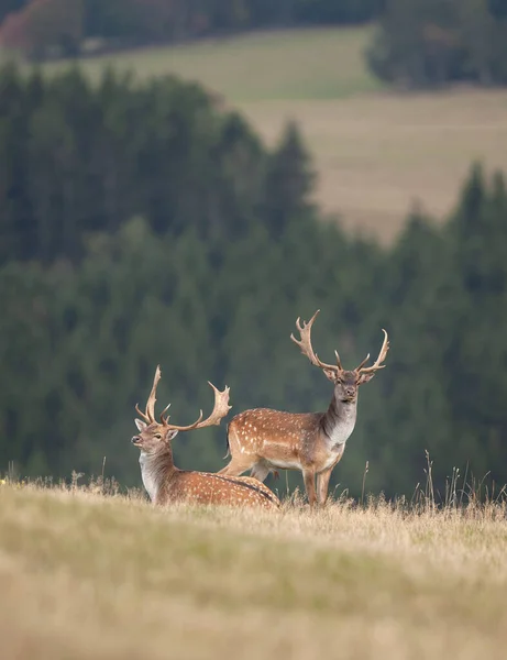 Damherten Tijdens Het Spruiten Damherten Herfst Europese Natuur Van Wilde — Stockfoto