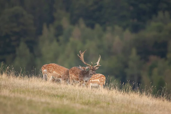 Damherten Tijdens Het Spruiten Damherten Herfst Europese Natuur Van Wilde — Stockfoto