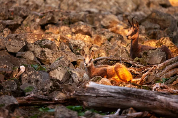 Chamois Klimmen Rots Kuddes Gemzen Zijn Het Bos Mooie Zonsondergang — Stockfoto