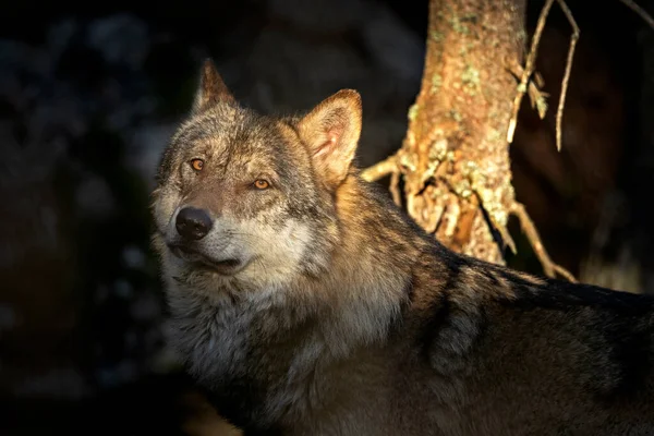 Wolf Canis Lupus Äter Byten Lugn Varg Vilar Skogen Dolda — Stockfoto