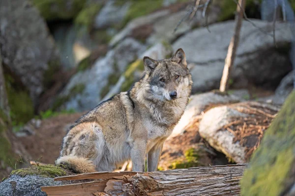 Lobo Canis Lupus Come Presas Lobo Tranquilo Descansa Bosque Depredador —  Fotos de Stock