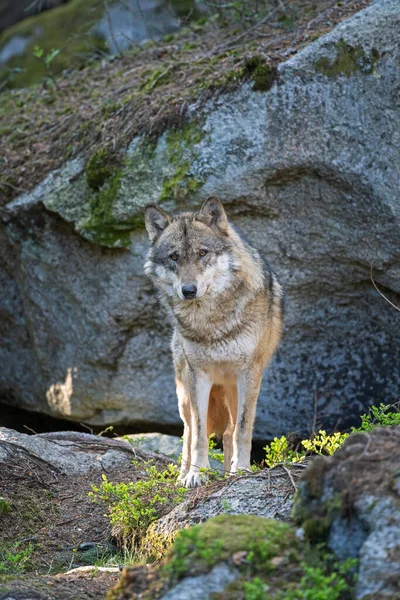金丝雀狼 吃猎物 平静的狼在森林里休息一下 森林里隐藏的掠食者捕猎野狼 — 图库照片