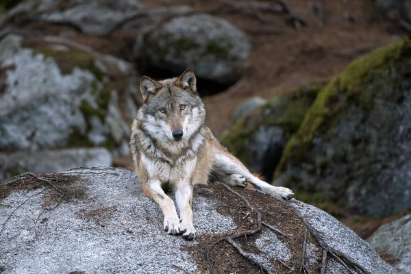 Vlk Canis Lupus Kořist Klidný Vlk Odpočívá Lese Ukrytý Predátor — Stock fotografie