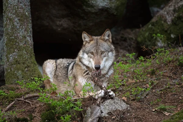 Lobo Canis Lupus Come Presas Lobo Tranquilo Descansa Bosque Depredador —  Fotos de Stock