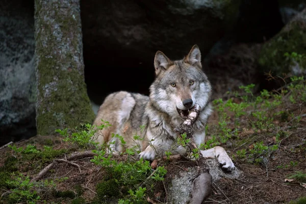 Lobo Canis Lupus Come Presas Lobo Tranquilo Descansa Bosque Depredador —  Fotos de Stock