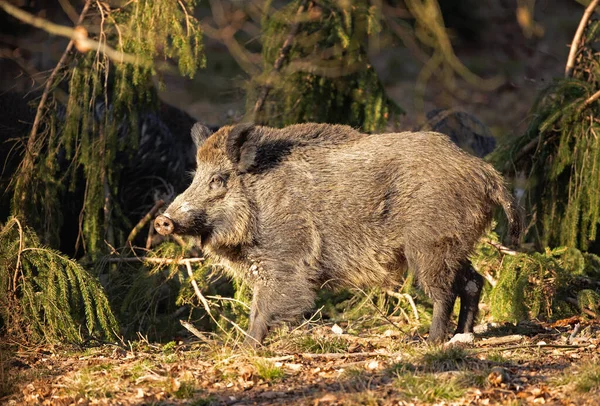 wild boar, spring behavior, Europe nature, mammal life, Life in the forest, wild boar in the nature, wild boar in the forest, wild pig, hidden life