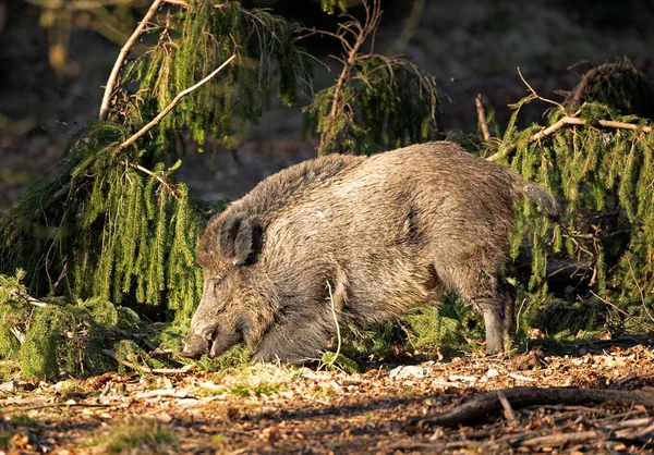 wild boar, spring behavior, Europe nature, mammal life, Life in the forest, wild boar in the nature, wild boar in the forest, wild pig, hidden life