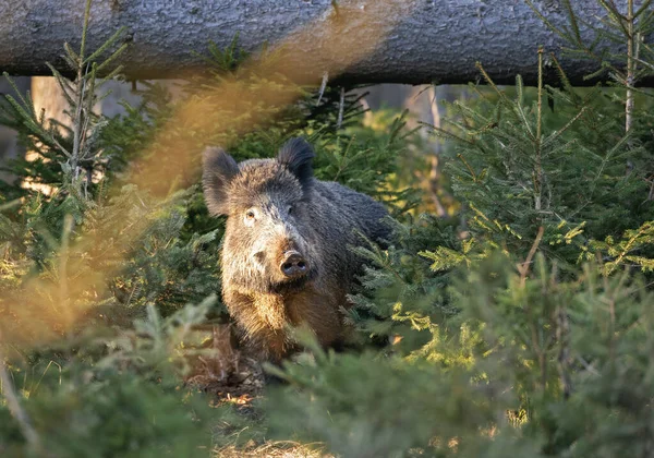 春季行为 欧洲自然 哺乳动物生命 森林中的生命 自然中的野猪 森林中的野猪 隐藏的生命 — 图库照片