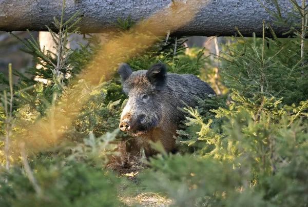 wild boar, spring behavior, Europe nature, mammal life, Life in the forest, wild boar in the nature, wild boar in the forest, wild pig, hidden life