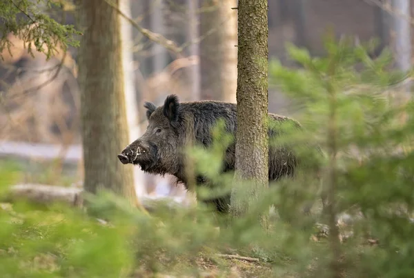 wild boar, spring behavior, Europe nature, mammal life, Life in the forest, wild boar in the nature, wild boar in the forest, wild pig, hidden life