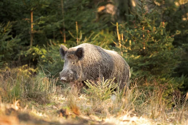 Wildschweine Frühlingsverhalten Europa Natur Säugetierleben Leben Wald Wildschweine Der Natur — Stockfoto