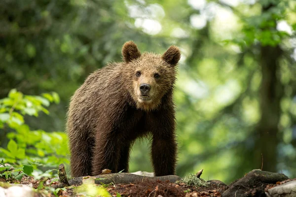 Des Ours Bruns Dans Forêt Ours Européen Déplaçant Dans Nature — Photo