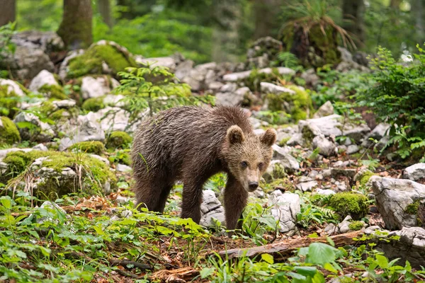 Brown bears in the forest. European bear moving in nature. Brown bear from Slovenia. Wildlife walking in nature. Bear in wildlife. Small bears in the forest. Spring in nature.