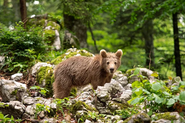 Brown Bears Forest European Bear Moving Nature Brown Bear Slovenia — Stock Photo, Image