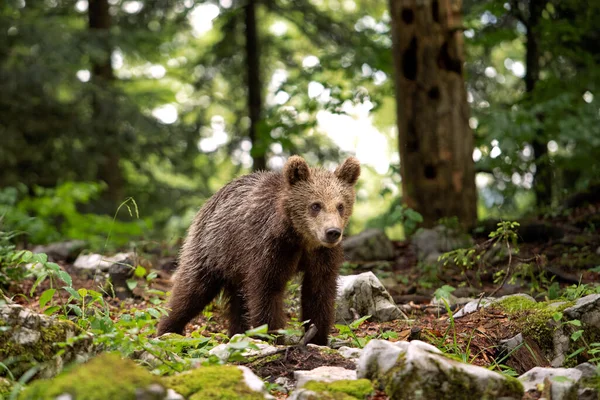 Braunbären Wald Der Europäische Bär Bewegt Sich Der Natur Braunbär — Stockfoto