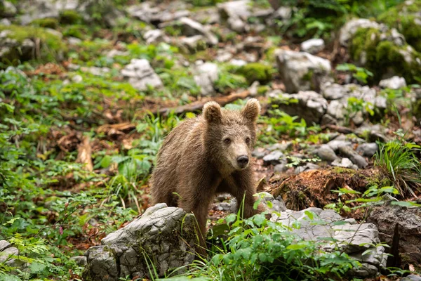 棕熊在森林里 欧洲熊在自然界中移动 来自斯洛文尼亚的棕熊 野生生物在大自然中行走 熊在野生动物 森林里的小熊春天的自然 — 图库照片
