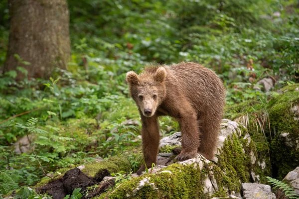 Brown bears in the forest. European bear moving in nature. Brown bear from Slovenia. Wildlife walking in nature. Bear in wildlife. Small bears in the forest. Spring in nature.