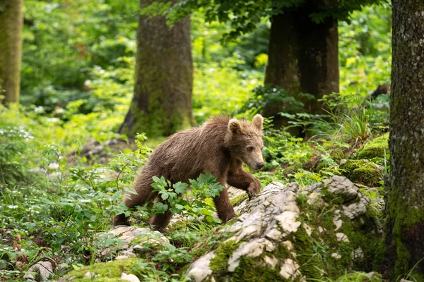 Brown bears in the forest. European bear moving in nature. Brown bear from Slovenia. Wildlife walking in nature. Bear in wildlife. Small bears in the forest. Spring in nature.