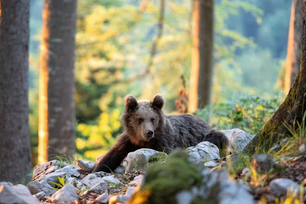 Brown bears in the forest. European bear moving in nature. Brown bear from Slovenia. Wildlife walking in nature. Bear in wildlife. Small bears in the forest. Spring in nature.