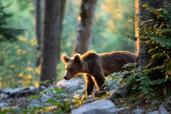 Osos Pardos Bosque Oso Europeo Moviéndose Naturaleza Oso Pardo Eslovenia —  Fotos de Stock