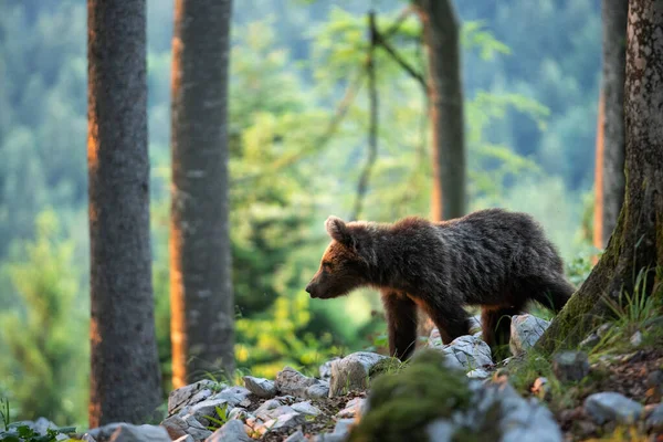 Osos Pardos Bosque Oso Europeo Moviéndose Naturaleza Oso Pardo Eslovenia —  Fotos de Stock