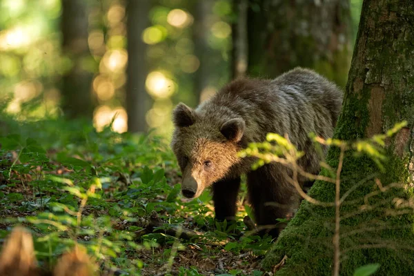 Brown bears in the forest. European bear moving in nature. Brown bear from Slovenia. Wildlife walking in nature. Bear in wildlife. Small bears in the forest. Spring in nature.