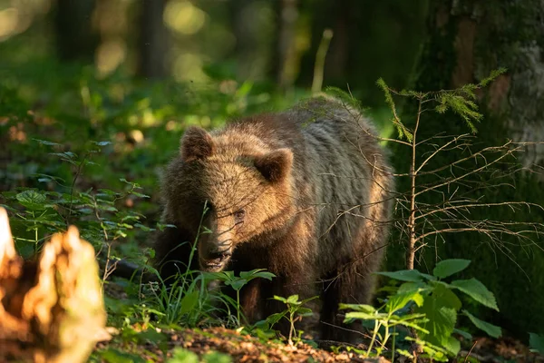 Brown bears in the forest. European bear moving in nature. Brown bear from Slovenia. Wildlife walking in nature. Bear in wildlife. Small bears in the forest. Spring in nature.