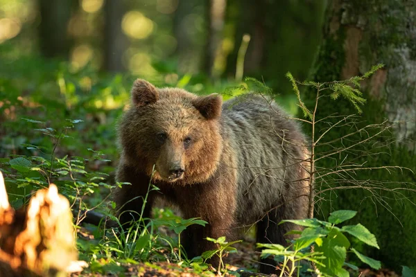 Brown bears in the forest. European bear moving in nature. Brown bear from Slovenia. Wildlife walking in nature. Bear in wildlife. Small bears in the forest. Spring in nature.