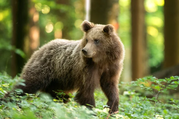 Brown Bears Forest European Bear Moving Nature Brown Bear Slovenia — Stock Photo, Image