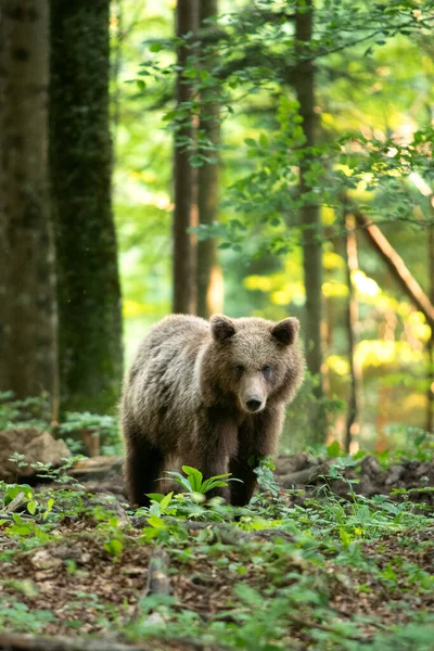 Brązowe Niedźwiedzie Lesie Europejski Niedźwiedź Poruszający Się Przyrodzie Brązowy Niedźwiedź — Zdjęcie stockowe