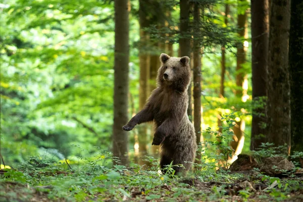ブラウンは森の中で熊を飼っている ヨーロッパ人は自然の中で動いている スロベニア産の茶色のクマ 野生動物が自然の中を歩く 野生動物のクマ 森の中の小さなクマ 自然界の春 — ストック写真