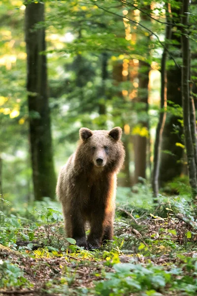 ブラウンは森の中で熊を飼っている ヨーロッパ人は自然の中で動いている スロベニア産の茶色のクマ 野生動物が自然の中を歩く 野生動物のクマ 森の中の小さなクマ 自然界の春 — ストック写真