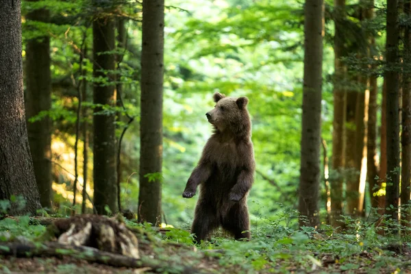 Brown bears in the forest. European bear moving in nature. Brown bear from Slovenia. Wildlife walking in nature. Bear in wildlife. Small bears in the forest. Spring in nature.