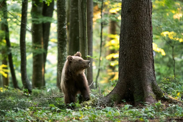 Osos Pardos Bosque Oso Europeo Moviéndose Naturaleza Oso Pardo Eslovenia —  Fotos de Stock