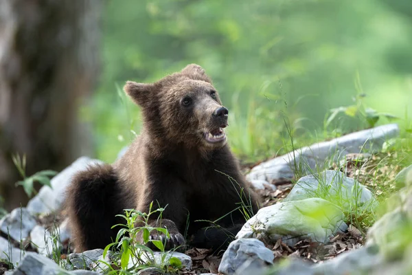 Brown bears in the forest. European bear moving in nature. Brown bear from Slovenia. Wildlife walking in nature. Bear in wildlife. Small bears in the forest. Spring in nature.