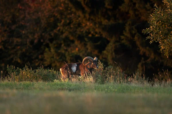 Mouflon Ovis Orientalis Orientalis — Stok fotoğraf